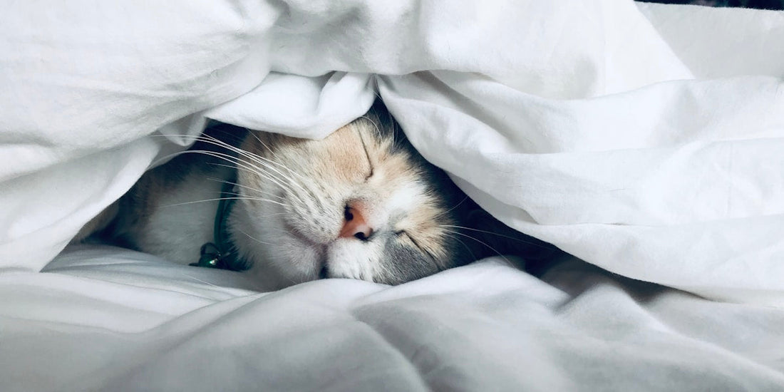 The Science Behind Sleep: Why Quality Rest Matters